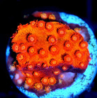 Corals of Eden ~ WYSIWYG Live Coral Frag ~ Captain America Cyphastrea ~ LPS — photo 7