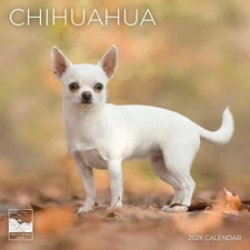 2026 Chihuahua Wall Calendar 12 Month 12x24" Dog Photography Thick Pages NEW