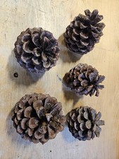 5 Torrey Pine Cones for Crafts Display etc Pi...
