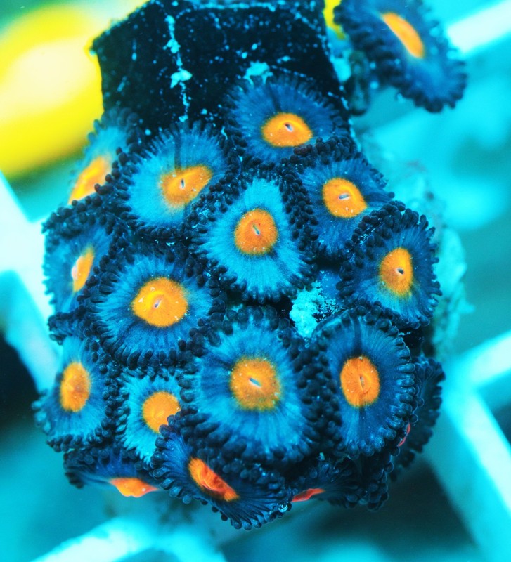AOI Zoa Frag Zoanthids Zoa Paly SPS LPS Corals, WYSIWYG