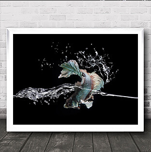 Spritzfische kämpfen Siamesse Betta Wasseroberfläche Tiere Aquarium Kunstdruck