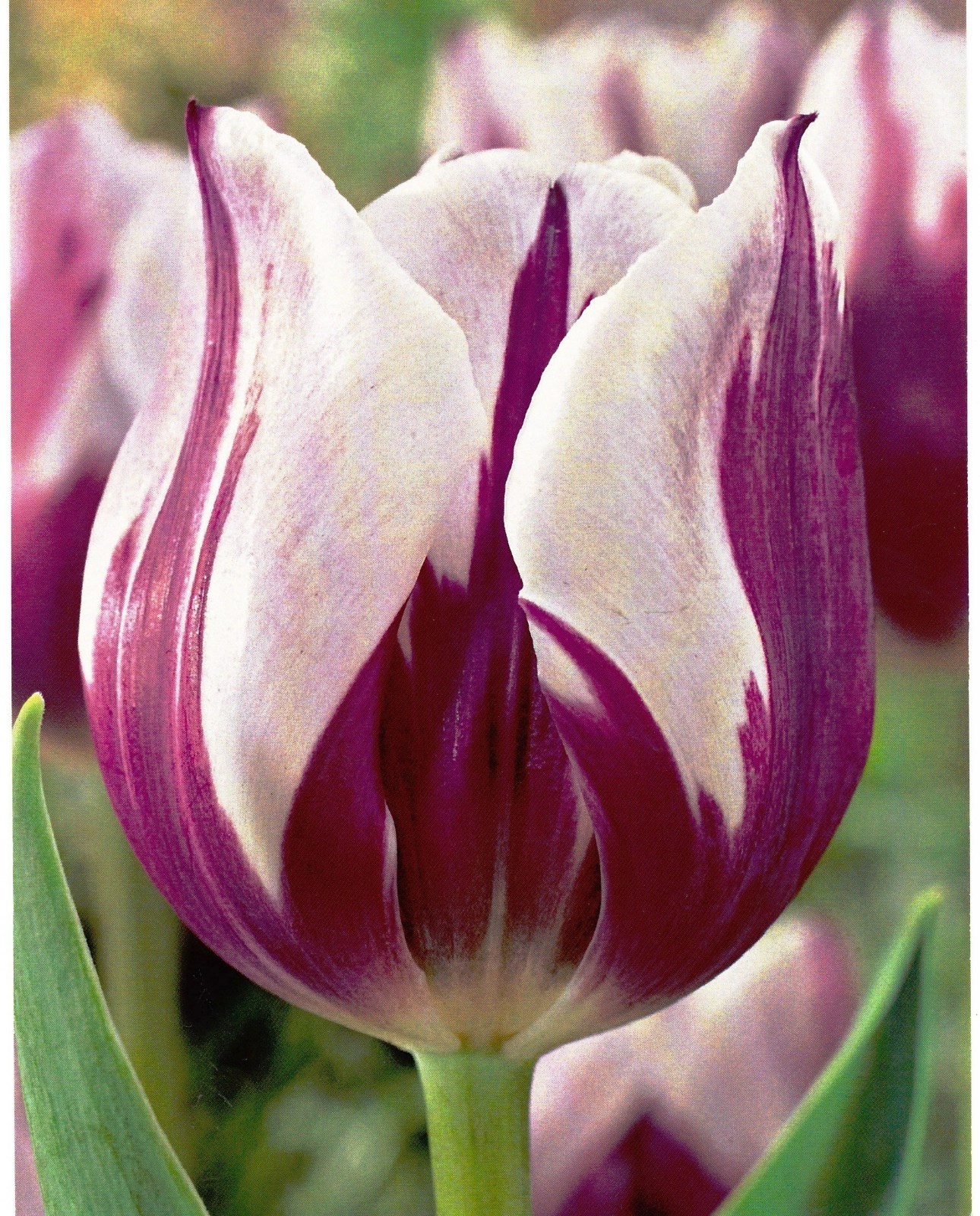 Tulip Rems 1-1000 REMS FAVOURITE TRIUMPH TULIP BULBS PURPLE/WHITE GARDEN SPRING ...