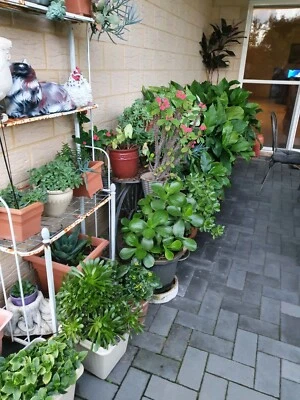 Plant Sale From 5 Plants Gumtree Australia Wanneroo Area Wanneroo 1258453211