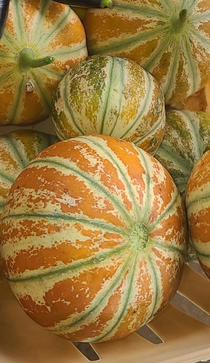 Kajari Melon Seeds,minimum 25 Seeds Of This Home Grown Delicious