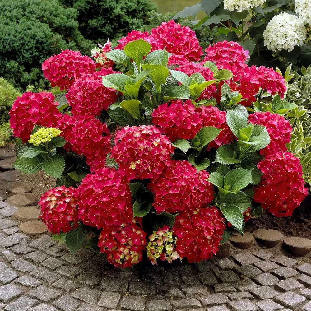 Preços baixos em Hortênsia em Flores e Plantas perenes | eBay