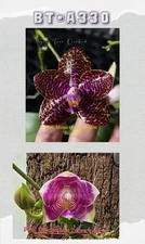 Phalaenopsis (Mituo Gigan Dragon X Lyndon Mix Zebra) BTA330
