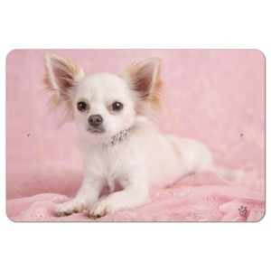 ebay chihuahua puppies