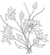 Embroidery Transfer Iron On Cornflower Wild Flowers Floral Posy  20 x 21 cm