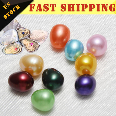 Fresh Oysters with Pearls Freshwater Pearl 50X Individually Wrapped Gift