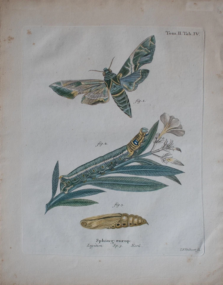 Johann Friedrich Volckart Oleanderschwärmer Schmetterling Zoologie Kupferstich - Bild 3 von 4