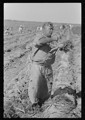 Photo:Edinburg Texas Mexican Carrot Worker 1939 February