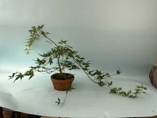 Ryusen Weeping Japanese Maple Bonsai, Grown From Seedling