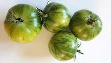 25 Graines de Tomate Cerise Green Zebra Méthode BIO seeds plantes légumes