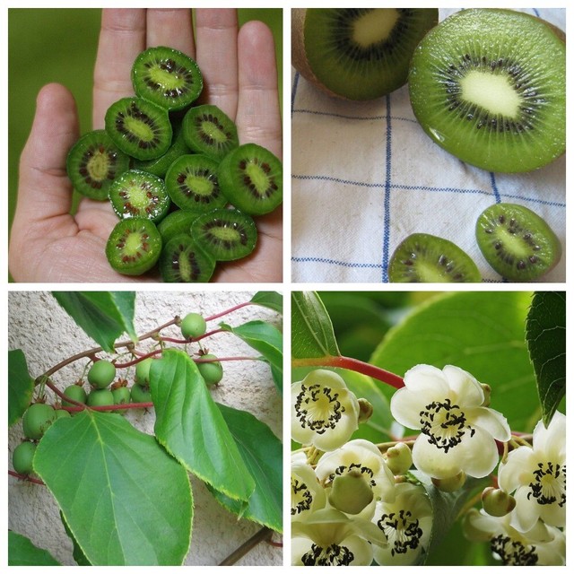 Garden Fruit Plant ACTINIDIA ARGUTA ANANASNAYA Mini Kiwi2