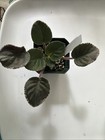African Violet Plant ~ Vat-Tsar Gorokh — photo 3