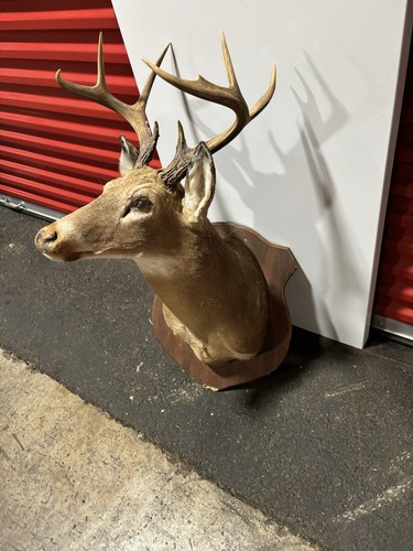 Alter Weißschwanz Hirschkopf Reittier Taxidermie Umhang Schuppen Geweih Jagd Maultierständer