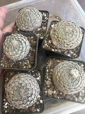5 Pcs pelecyphora Strobiliformis  own root