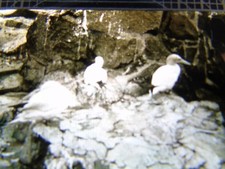 ANTIQUE REAL PHOTO ANIMAL BIRD MAGIC LANTERN SLIDE 1936 GANNETS SCOTLAND