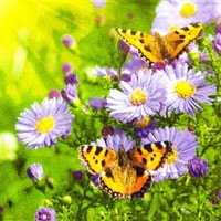 20 Servietten Butterflies On Aster Schmetterlinge Astern Blumen Garten 33X33Cm
