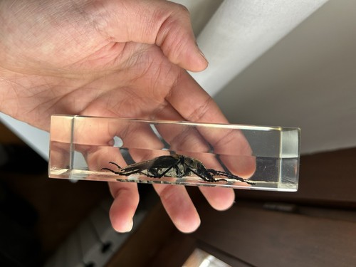 Scarabeo Australiano Incastonato In Resina - Foto 9 di 12