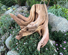 Large Driftwood Manzanita AquascapeAquarium Terrarium Reptile Bonsai 17" 14" 10"