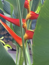 HELICONIA RHIZOME EXOTIC TROPICAL BANANA FAMILY LOBSTER CLAW Red Or Orange