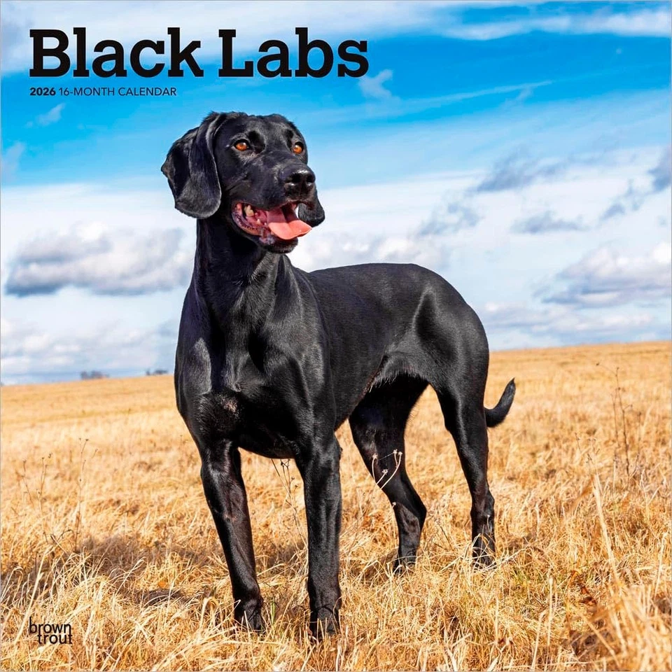 BROWNTROUT VERLAGS GMBH Black Labrador Retriever - Schwarze Labrador Retriever 2026 - 16-Monatskalender