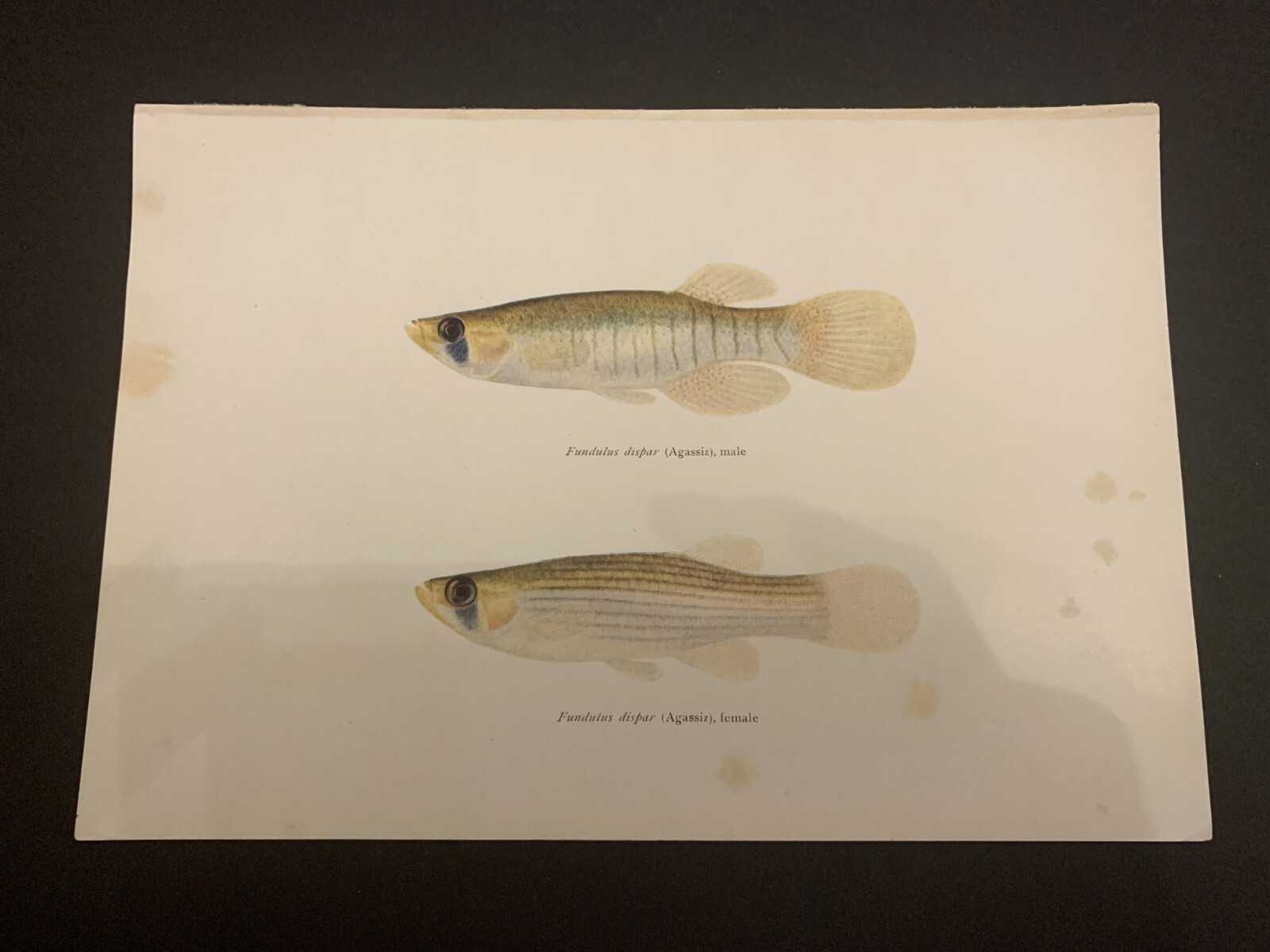 Vintage c.1910 Fundulus Dispar Chromolithograph Bookplate Fish Print