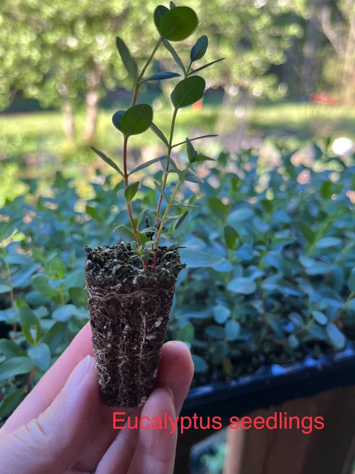Árbol de dólar de plata de eucalipto cinerea vivo, tapón de inicio saludable listo para plantar Foto 2 de 4