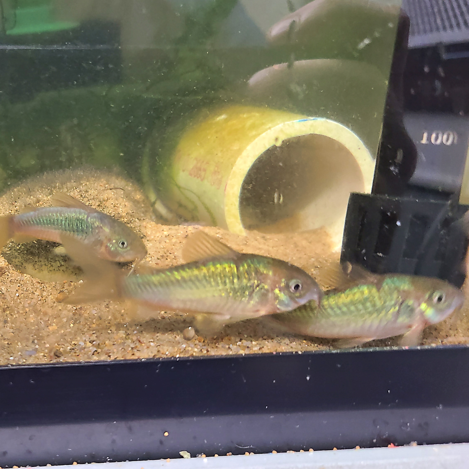6 Emerald Green Cory Catfish (Corydoras Aeneus) US Bred Live Aquarium Fish