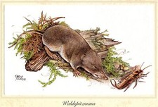Waldspitzmaus (Sorex araneus) Grafikmaß: 25,5 x17,5 cm