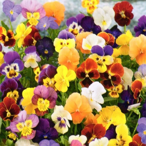 Hornveilchen Viola cornuta Steingarten winterhart mehrjährig 400 Samen