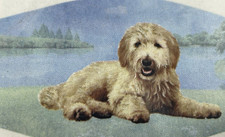 Golden Doodle Lover's Face Mask Double Stitch Triple Filter High Quality