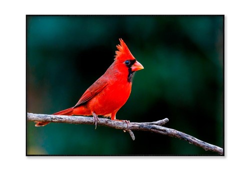 Northern Cardinal Bird On Branch Print Premium Poster High Quality choose size - Picture 3 of 4