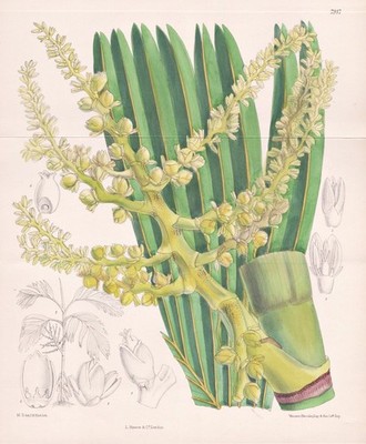 Areca Micholitzii New Guinea Botanik flower botany lithograph Curtis 7917