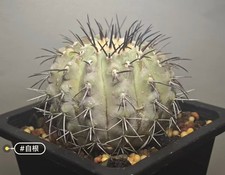 6.1CM Copiapoa longistaminea WYSIWYG Self Roo...