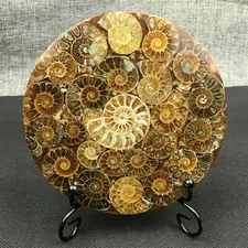 1pc Natural ammonite fossil quartz crystal disk shell plate conch healing+stand