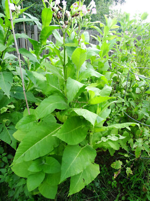 African Red HIGH NICOTINE Tobacco 1000+ seeds 0.1gr How to Grow Incl. 2025  Crop