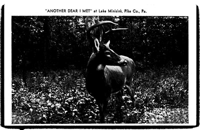 Postcard Another ''Dear'' I Met At Lake Minisink, Pike County, Pa. Pennsylvania G6