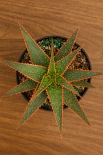 Aloe Christmas Carol – Rare Succulent with Red Edges – Plant in Pot 4in