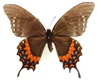 PAPILIO GARAMAS UDERUS FEMALE FORM AMERIAS FROM LA ESPERANZA, OAXACA, MEXICO