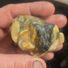3 Piece Lot, South Dakota Prairie Agate Rough Lapidary/Cabbing Colors 10.9 oz — photo 7