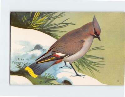 Postcard Bohemian Waxwing Bird by Peterson
