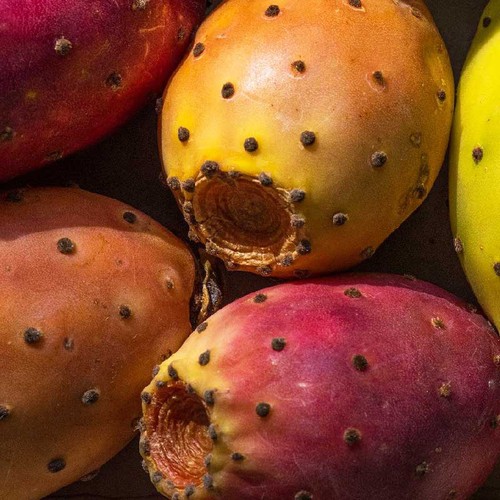3pz Pala fico d'india frutti bianchi rossi gialli - Opuntia ficus indica - Foto 6 di 7