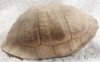 Real 5.25” Turtle Shell Taxidermy Oddity Curiosity Craft Specimen — photo 2