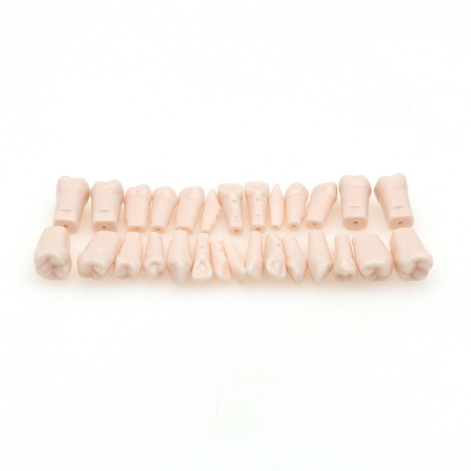 Dental Replacement Screw-in Teeth Typodont Model Fit Kilgore NISSIN 200 - Foto 12