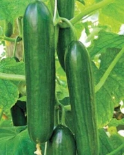 Amiga F1 Hybrid Cucumber Seeds (25+ Seeds)