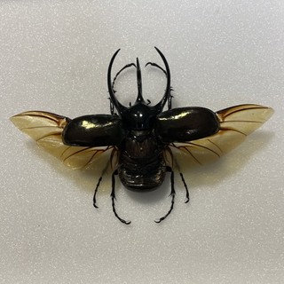 Entomologie Choleoptera Chalcosoma Atlas Malaysia Male 96mm