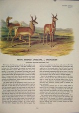 Original Old Antique Print Prong Horned Antelope Pronghorned Color