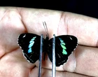 diaethria anna unmounted
